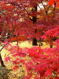 京都日和